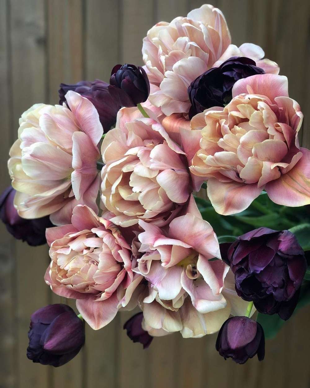 Nadjan' - Tulppaani mix